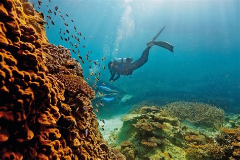 Travel guide to the Great Barrier Reef .